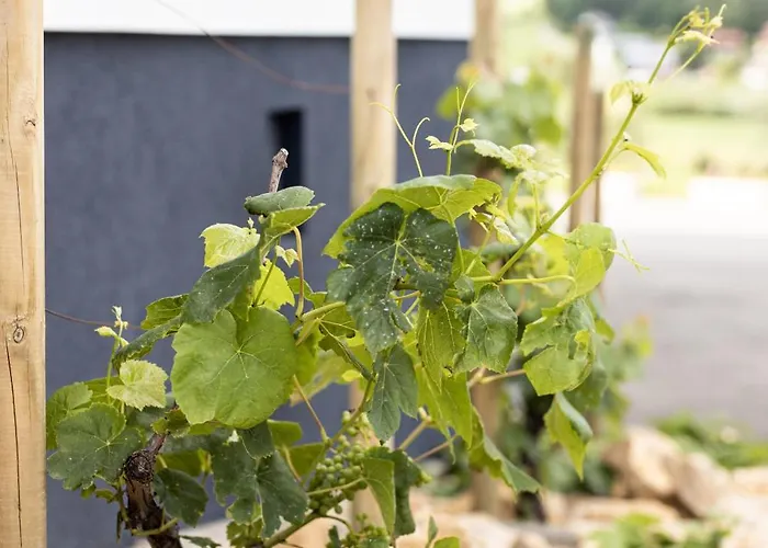 Zum Sausaler - Boutique Hotel-pension Südsteiermark Hotel Sankt Nikolai im Sausal